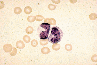 HEMATOPOEZA-Bazofilní+Eosinofilní bunky.gif